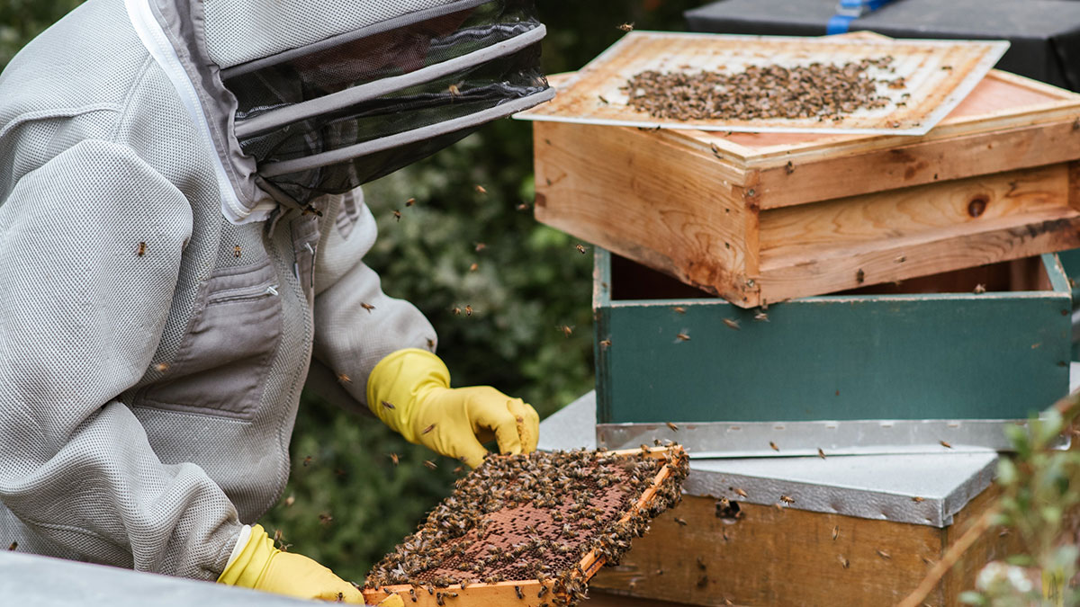 World Bee Day : SALT of Palmar met les abeilles à l’honneur